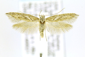  ( - CNCLEP00146621)  @14 [ ] CreativeCommons - Attribution Non-Commercial Share-Alike (2016) Jean-Francois Landry Canadian National Collection of Insects, Arachnids and Nematodes