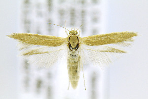  ( - CNCLEP00146741)  @14 [ ] CreativeCommons - Attribution Non-Commercial Share-Alike (2016) Jean-Francois Landry Canadian National Collection of Insects, Arachnids and Nematodes