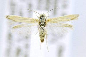  ( - CNCLEP00146742)  @14 [ ] CreativeCommons - Attribution Non-Commercial Share-Alike (2016) Jean-Francois Landry Canadian National Collection of Insects, Arachnids and Nematodes