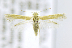  ( - CNCLEP00146744)  @14 [ ] CreativeCommons - Attribution Non-Commercial Share-Alike (2016) Jean-Francois Landry Canadian National Collection of Insects, Arachnids and Nematodes