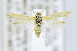  ( - CNCLEP00146747)  @14 [ ] CreativeCommons - Attribution Non-Commercial Share-Alike (2016) Jean-Francois Landry Canadian National Collection of Insects, Arachnids and Nematodes