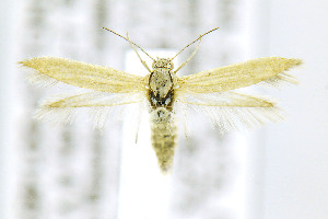  ( - CNCLEP00146749)  @14 [ ] CreativeCommons - Attribution Non-Commercial Share-Alike (2016) Jean-Francois Landry Canadian National Collection of Insects, Arachnids and Nematodes