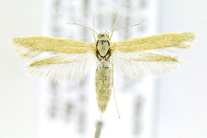  ( - CNCLEP00146750)  @14 [ ] CreativeCommons - Attribution Non-Commercial Share-Alike (2016) Jean-Francois Landry Canadian National Collection of Insects, Arachnids and Nematodes