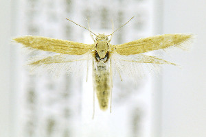  ( - CNCLEP00146752)  @14 [ ] CreativeCommons - Attribution Non-Commercial Share-Alike (2016) Jean-Francois Landry Canadian National Collection of Insects, Arachnids and Nematodes