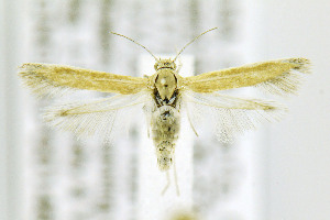  ( - CNCLEP00146753)  @14 [ ] CreativeCommons - Attribution Non-Commercial Share-Alike (2016) Jean-Francois Landry Canadian National Collection of Insects, Arachnids and Nematodes