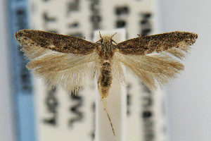  (Keiferia powelli - CNCLEP00067606)  @15 [ ] CreativeCommons - Attribution Non-Commercial Share-Alike (2007) Jean-Francois Landry Canadian National Collection