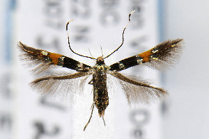  (Cosmopterix molybdina - CNCLEP00067785)  @14 [ ] CreativeCommons - Attribution Non-Commercial Share-Alike (2007) Jean-Francois Landry Canadian National Collection
