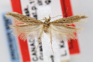  (Gnorimoschema tunicatum - MZH-LEP00000021)  @14 [ ] Copyright (2007) Jean-Francois Landry Canadian National Collection
