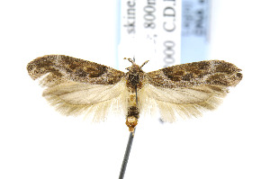 (Gnorimoschema gallaeasterella - BIRD24832)  @14 [ ] Copyright (2007) Jean-Francois Landry Canadian National Collection