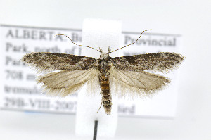  (Gnorimoschema gibsoniella - BIRD24840)  @15 [ ] Copyright (2007) Jean-Francois Landry Canadian National Collection