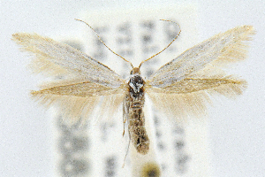  (Coleophora sacramenta - CNCLEP00068859)  @15 [ ] CreativeCommons - Attribution Non-Commercial Share-Alike (2007) Jean-Francois Landry Canadian National Collection