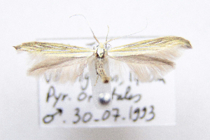  (Coleophora nevadella - CNCLEP00111101)  @11 [ ] CreativeCommons - Attribution Non-Commercial Share-Alike (2014) Jean-Francois Landry Canadian National Collection