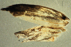  (Teinoptila guttella - JCS-DNA-008)  @12 [ ] Copyright (2007) Jean-Francois Landry Canadian National Collection