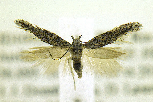  (Gnorimoschema gracile - JD10924)  @13 [ ] Copyright (2013) Jean-Francois Landry Canadian National Collection
