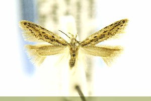  (Scrobipalpula henshawiella - MEM13298)  @14 [ ] Copyright (2014) Jean-Francois Landry Canadian National Collection