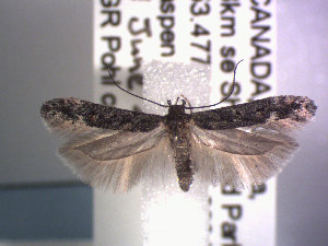  (Gnorimoschema alaskense - POHL-10-00159)  @15 [ ] Copyright (2007) Jean-Francois Landry Canadian National Collection