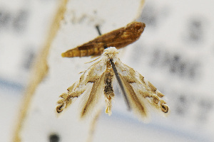  (Phyllonorycter tremuloidiella - USNMENT00656510)  @11 [ ] Copyright (2011) Jean-Francois Landry Canadian National Collection
