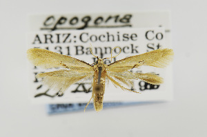  (Opogona arizonensis - USNMENT00656629)  @14 [ ] Copyright (2011) Jean-Francois Landry Canadian National Collection