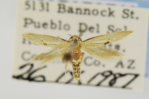  (Opogona arizonensis - USNMENT00656630)  @14 [ ] Copyright (2011) Jean-Francois Landry Canadian National Collection