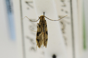  (Phereoeca uterella - USNMENT00656673)  @13 [ ] Copyright (2011) Jean-Francois Landry Canadian National Collection