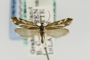  (Greya variabilis - USNMENT00656810)  @14 [ ] Copyright (2011) Jean-Francois Landry Canadian National Collection