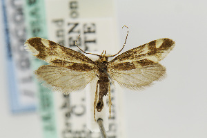  (Greya variabilis - USNMENT00656817)  @14 [ ] Copyright (2011) Jean-Francois Landry Canadian National Collection