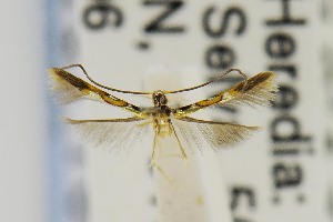  (Eucosmophora ingae - USNMENT00657169)  @13 [ ] Copyright (2011) Jean-Francois Landry Canadian National Collection