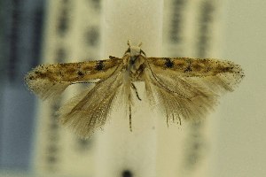  (Gnorimoschema collinusella - DMNS ZE.49380)  @13 [ ] Copyright (2014) Jean-Francois Landry Canadian National Collection