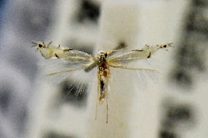  (Phyllocnistis liquidambarisella - USNMENT00657222)  @13 [ ] Copyright (2011) Jean-Francois Landry Canadian National Collection
