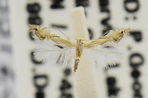  (Phyllocnistis magnoliella - USNMENT00657233)  @13 [ ] Copyright (2011) Jean-Francois Landry Canadian National Collection