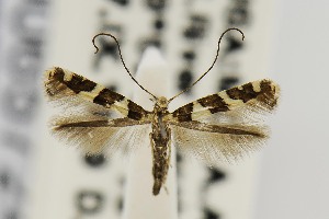  (Telamoptilia hibiscivora - USNMENT00657245)  @14 [ ] Copyright (2011) Jean-Francois Landry Canadian National Collection