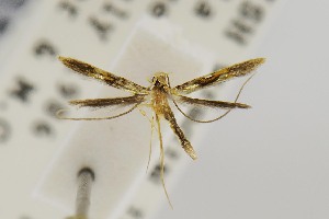  (Eucosmophora dives - USNMENT00657280)  @11 [ ] Copyright (2011) Jean-Francois Landry Canadian National Collection