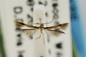  (Eucosmophora pithecellobiae - USNMENT00657294)  @11 [ ] Copyright (2011) Jean-Francois Landry Canadian National Collection