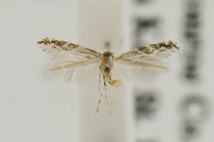  (Neurolipa randiella - USNMENT00657308)  @11 [ ] Copyright (2011) Jean-Francois Landry Canadian National Collection