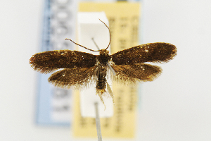  (Sesommata leuroptera - USNMENT00657381)  @14 [ ] Copyright (2011) Jean-Francois Landry Canadian National Collection