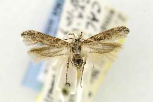  (Gnorimoschema crypticum - EMEC331004)  @13 [ ] Copyright (2012) Unspecified Essig Museum of Entomology