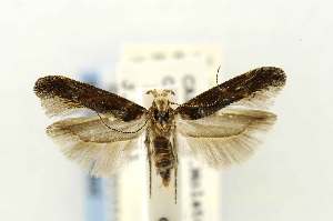  (Gnorimoschema grindeliae - EMEC331015)  @13 [ ] Copyright (2012) Unspecified Essig Museum of Entomology