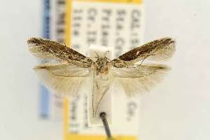  (Gnorimoschema perditum - EMEC331017)  @11 [ ] Copyright (2012) Unspecified Essig Museum of Entomology