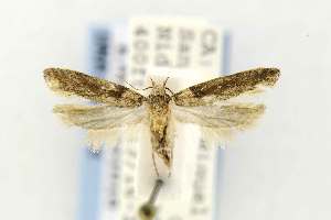  (Symmetrischema costaricanum - EMEC331018)  @14 [ ] Copyright (2012) Unspecified Essig Museum of Entomology