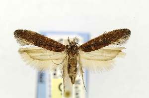 (Gnorimoschema subterranea - EMEC331027)  @15 [ ] Copyright (2012) Unspecified Essig Museum of Entomology