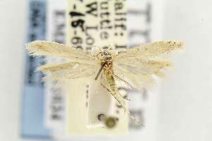  ( - EMEC331034)  @11 [ ] Copyright (2012) Unspecified Essig Museum of Entomology