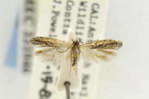 ( - EMEC331046)  @11 [ ] Copyright (2012) Unspecified Essig Museum of Entomology