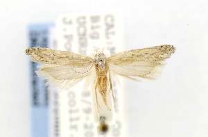  ( - EMEC331060)  @12 [ ] Copyright (2012) Unspecified Essig Museum of Entomology
