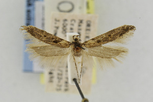  (Gnorimoschema siskiouense - EMEC342300)  @13 [ ] Copyright (2013) Jean-Francois Landry Canadian National Collection