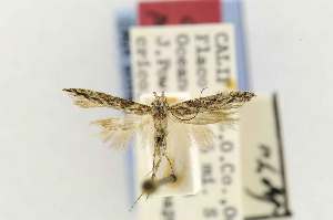  (Gnorimoschema ericoidesi - EMEC68933)  @11 [ ] Copyright (2012) Unspecified Essig Museum of Entomology