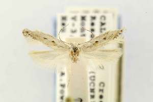  (Scrobipalpopsis madiae - EMEC68942)  @12 [ ] Copyright (2012) Unspecified Essig Museum of Entomology