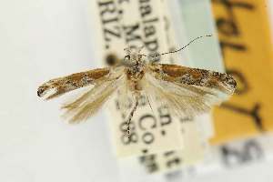  (Gnorimoschema interrogationum - EMEC80277)  @11 [ ] Copyright (2012) Unspecified Essig Museum of Entomology
