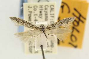  ( - EMEC80278)  @11 [ ] Copyright (2012) Unspecified Essig Museum of Entomology