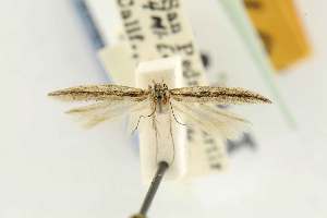  ( - EMEC80280)  @11 [ ] Copyright (2012) Unspecified Essig Museum of Entomology