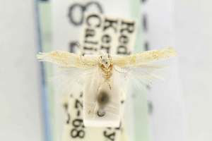  (Gnorimoschema tediosum - EMEC80288)  @11 [ ] Copyright (2012) Unspecified Essig Museum of Entomology